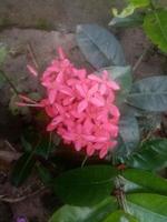 ixora china, fondos de pantalla, hermosa flor foto