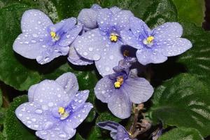 purple violet with water drops photo