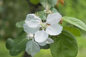 the apple tree flower blooms in summer. photo