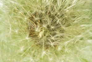 dandelion pollen background.Floral nature background. photo