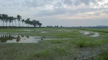 temporada de rega de timelapse no arrozal