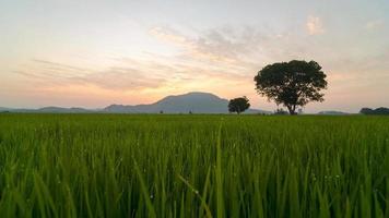 timelapse amanecer sobre el rocío de la mañana del campo de arroz video