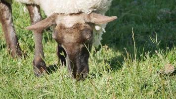 Close up a sheep eat grass video