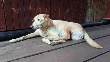 eenzame hond bij houten huis video