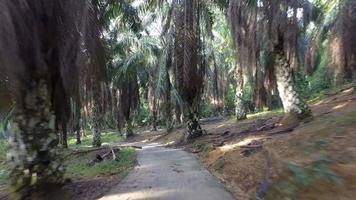 el camino termina con la caída de una palmera de aceite. video