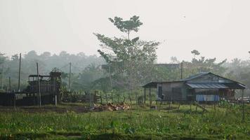 mucca al cortile vicino al villaggio malese di Penang, in Malesia. video