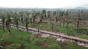 vue aérienne palmiers morts à penang, malaisie. video