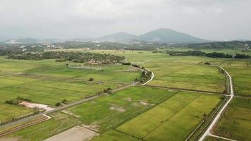 Aerial view wide area of rice paddy field. Background is Bukit Mertajam hill. video