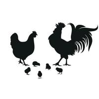 gallina, gallo y gallinas. vector