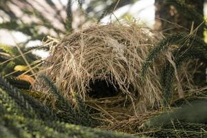 los pájaros anidan en lo alto de un pino. concepto de foto de vida salvaje animal