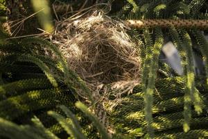 birds nest on top of pine tree. animal wild life photo concept