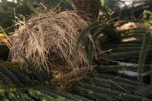 birds nest on top of pine tree. animal wild life photo concept