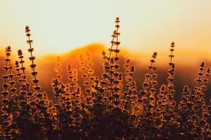 flores de albahaca dulce con fondo de amanecer en la mañana. foto