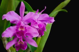 Pink and purple color Cattleya orchid on dark background. photo