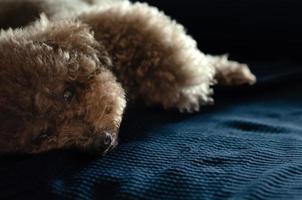 adorable perro caniche negro durmiendo y relajándose en tela azul en el sofá. foto