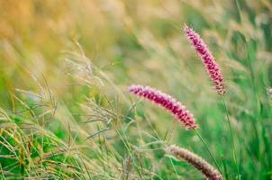 Pink color flowers of feather pennisetum or mission grass with green leaves background. photo