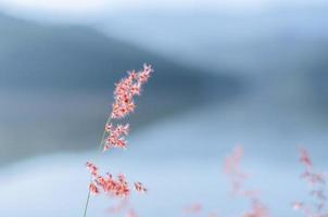 foco borroso de hierba natal rosa con fondo de montaña y el lago. foto