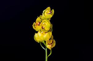 Blooming cluster of yellow color cymbidium orchids on black background. photo