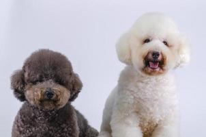 Two adorable Poodle dogs sitting together on white color background. photo