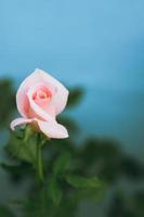 Pink color rose on its tree with light blue wall background.