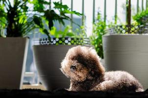 Adorable black Poodle dog sitting at balcony of apartment with sun light shining on body. photo