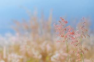 Blurred focus of Rose Natal grass with blurry brown and blue color background from dry leaves and water from the lake. photo