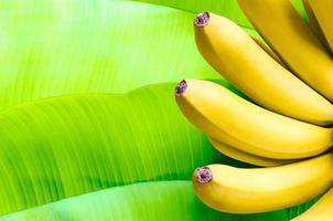 Banana fruits on green banana leaves background. photo