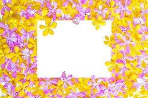 Pink and yellow color orchids with blank white square space for text. Backdrop and background concept. photo