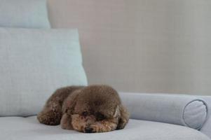 Adorable black Poodle dog sleeping and relaxing alone on blue couch while stay at home. photo