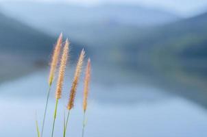 flores de pennisetum de plumas o hierba de misión con fondo de lago y montañas. foto