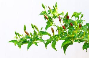 Partial focus of red and green color Chilli Padi in its tree isolated on white background. photo