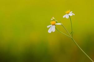 Partial focus of Spanish needles or Bidens alba flowers on blurred yellow and green background. photo