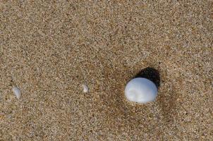 An empty shell on the wet clean sand of the beach with shadow from sunlight. Travel and vacation concept. photo