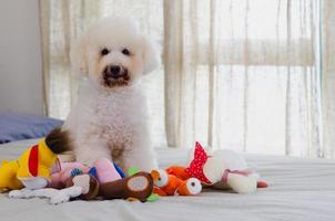 adorable perro caniche blanco sonriente y feliz sentado y tomando muchos juguetes para jugar en la cama. foto