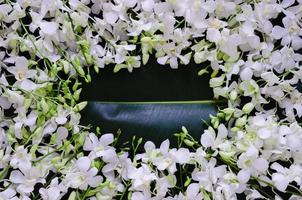 White orchid flowers put on rubber tree leaves for spring blossom photo concept.