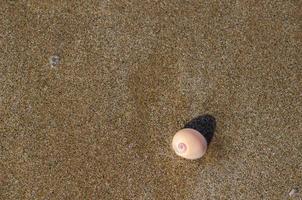 An empty shell on the wet clean sand of the beach with shadow from sunlight. Travel and vacation concept. photo