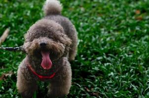 adorable caniche negro que tiene sed y tiene una lengua larga que sale de la boca cuando camina por el parque en verano. foto