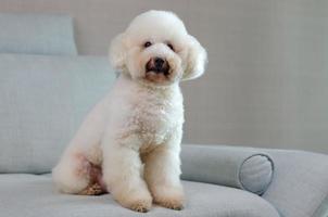 Adorable smiling white Poodle dog sitting and relaxing alone on blue couch while stay at home. photo