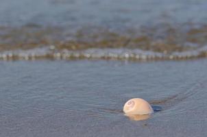 An empty shell on wet clean sand with small wave from the sea on the beach. Travel and vacation concept. photo