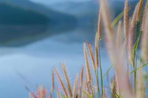 Flowers of feather pennisetum or mission grass with background from lake and mountains. photo