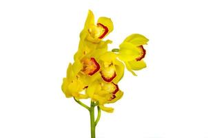 Blooming cluster of yellow color cymbidium orchids on white background. photo