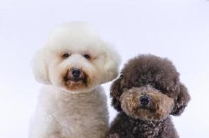 Two adorable Poodle dogs sitting together on white color background. photo