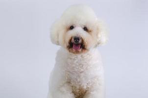 adorable perro caniche blanco sonriendo con cara feliz sobre fondo de color blanco. foto