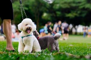 un caniche adorable que con correa de perro se sienta en la hierba verde con el dueño mientras camina por el parque. foto