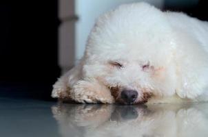 Adorable white Poodle dog sleeping alone on the floor in the house. photo