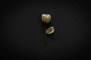 Dried rose on dark background. Minimalist flat lay black concept. photo