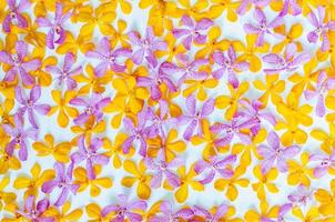 Pink and yellow color orchids cutting and put together for backdrop and background concept. photo