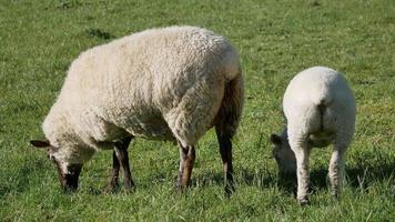 A lamb follow at the back of its mom video