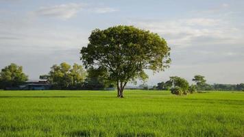 Timelapse lonely tree in plantation video