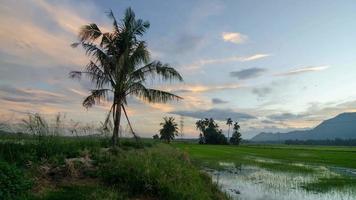 Timelapse sunrise landscape of coconut tree video